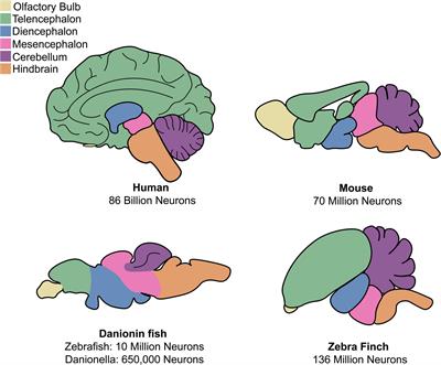 A Model of Discovery: The Role of Imaging Established and Emerging Non-mammalian Models in Neuroscience